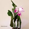 Cattleya (purpurata werkhauserii x jenmanii coerulea)
